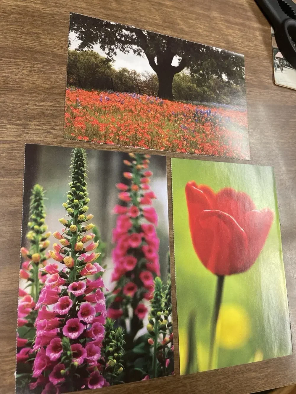 Pretty Floral Postcards Lot of 3 Tulip Foxglove Wildflower Nature Cards Unused